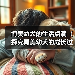 博美幼犬的生活点滴(探究博美幼犬的成长过程,分享日常养护技巧)(图3) 博美幼犬的生活点滴(探究博美幼犬的成长过程,分享日常养护技巧)(图3)