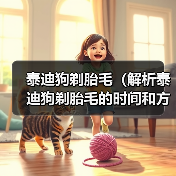 泰迪狗剃胎毛（解析泰迪狗剃胎毛的时间和方法）（图4）