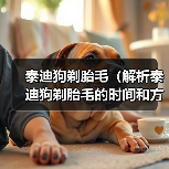 泰迪狗剃胎毛（解析泰迪狗剃胎毛的时间和方法）（图2）