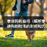 泰迪狗剃胎毛（解析泰迪狗剃胎毛的时间和方法）（图3）