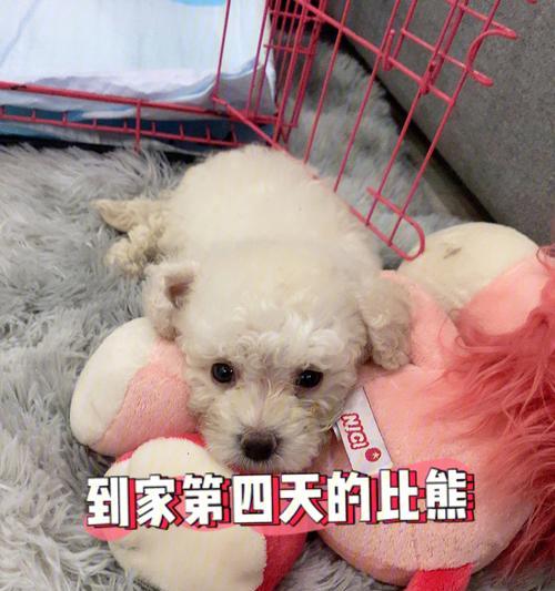 幼犬刚到家不吃食物的原因及应对方法（了解幼犬适应新环境的过程，帮助其建立良好的饮食习惯）