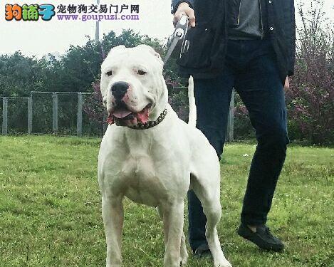 深入了解杜高血统（探寻杜高血统的起源和多样性）