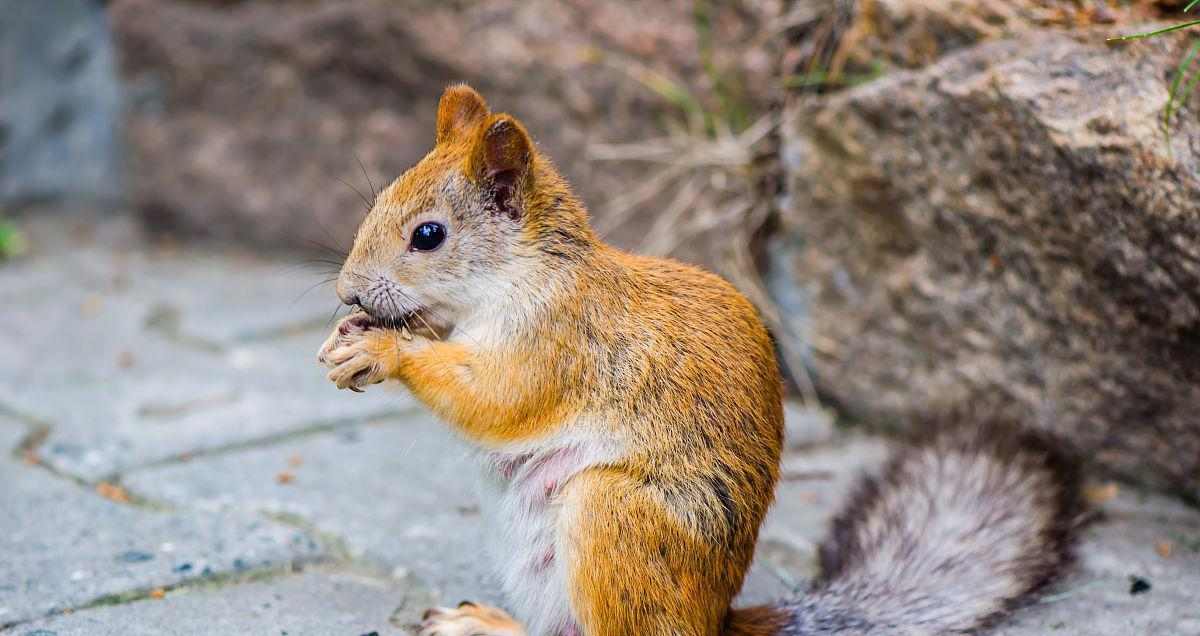 夏天松鼠的散热机制（探究松鼠散热的关键部位及方法）