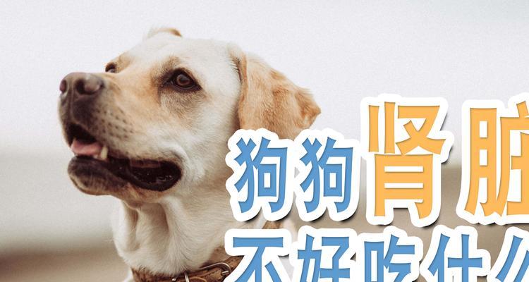 狗狗生完宝宝后的饮食需求（为狗狗提供适当的营养摄入，保障宝宝健康成长）