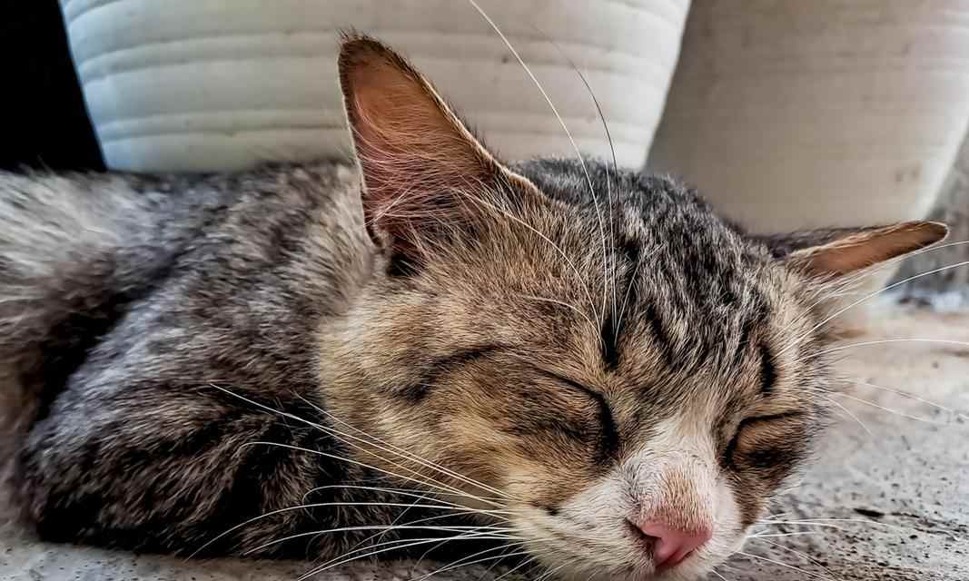 猫的突发兴奋（探究猫为什么会突然变得兴奋，以及它们的行为表现）