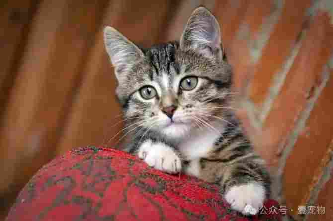 一文看懂宠物食品产业链 从原料到终端解锁它经济核心密码