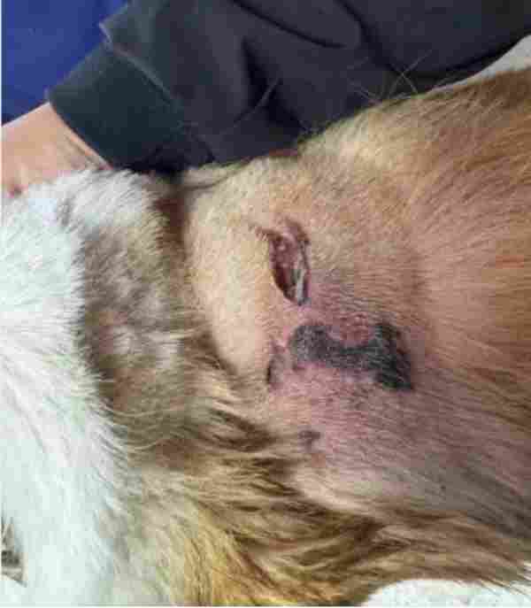 海泊舒治疗病例 | 一例犬咬伤的病例报告