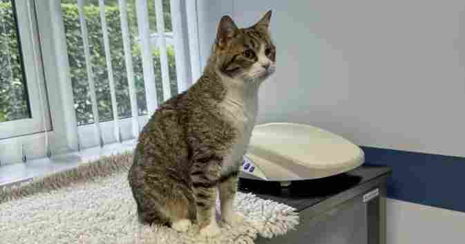 新发表的一篇病例报告在兽医界引起了极大关注